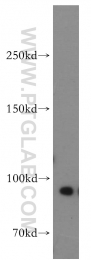 55001-1-AP - RNASEN