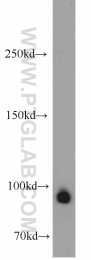 55001-1-AP - RNASEN
