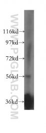 16486-1-AP - EDC3