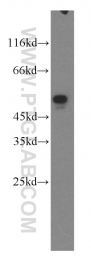 16091-1-AP - EEF1A2