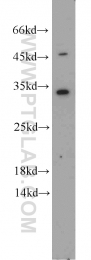 10483-1-AP - EEF1B