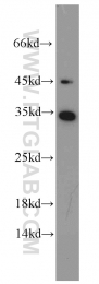 10483-1-AP - EEF1B