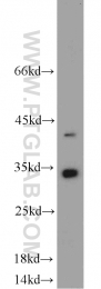 10483-1-AP - EEF1B