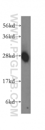 10483-1-AP - EEF1B