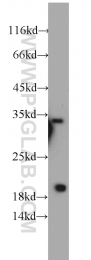 10805-1-AP - EEF1E1