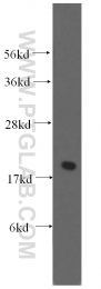 10805-1-AP - EEF1E1