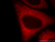 20107-1-AP - EEF2