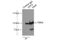 20107-1-AP - EEF2