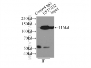 10208-1-AP - U5-116 kDa / EFTUD2