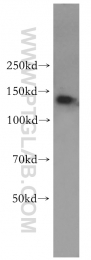 11595-1-AP - BAT8