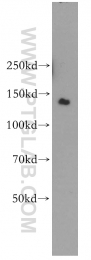 11595-1-AP - BAT8