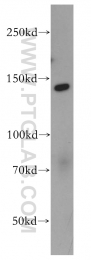 11595-1-AP - BAT8