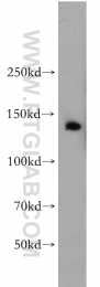 11595-1-AP - BAT8