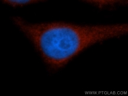 11233-1-AP - EIF2A