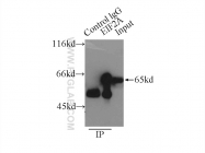 11233-1-AP - EIF2A