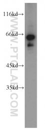 11233-1-AP - EIF2A
