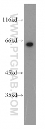 11233-1-AP - EIF2A