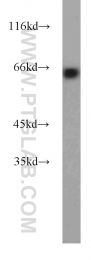 11233-1-AP - EIF2A