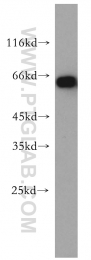 18244-1-AP - EIF2AK2 / PKR