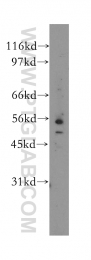 11296-2-AP - EIF2B3