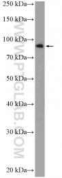 19692-1-AP - EIF2C3 / AGO3