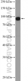 19692-1-AP - EIF2C3 / AGO3
