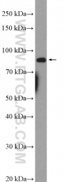 19692-1-AP - EIF2C3 / AGO3