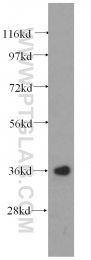 11170-1-AP - EIF2A / EIF2S1