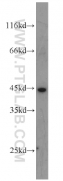 11165-1-AP - EIF3G / EIF3S4