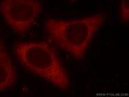 15704-1-AP - EIF4G1 / EIF4F