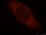 15704-1-AP - EIF4G1 / EIF4F
