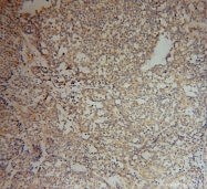 15704-1-AP - EIF4G1 / EIF4F