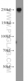 15704-1-AP - EIF4G1 / EIF4F