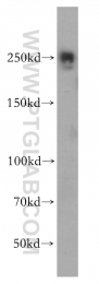 15704-1-AP - EIF4G1 / EIF4F