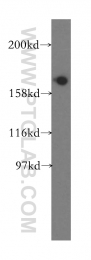 13527-1-AP - EIF5B / IF2