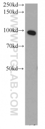 10071-1-AP - ELAC2 / HPC2