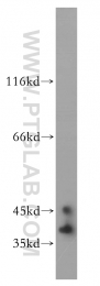 14008-1-AP - ELAVL2 / HUB