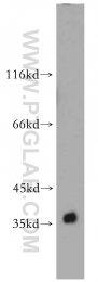 55047-1-AP - ELAVL3 / HUC