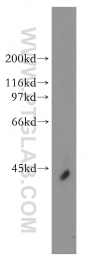 13032-1-AP - ELAVL4 / HUD