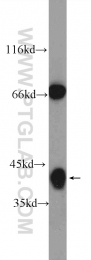 24992-1-AP - ELAVL4 / HUD