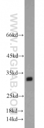 22148-1-AP - Endonuclease G