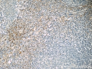 23750-1-AP - ENOX1 / PIG38