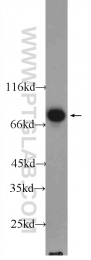 23750-1-AP - ENOX1 / PIG38