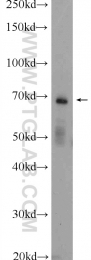 13656-1-AP - ENTPD2 / CD39L1