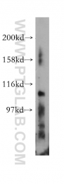 13119-1-AP - EPHA7