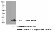 20178-1-AP - Epsin-3