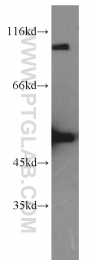 17908-1-AP - Erythropoietin / EPO