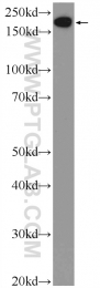 25307-1-AP - EPRS