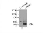11927-1-AP - ERGIC2