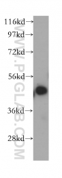 11927-1-AP - ERGIC2